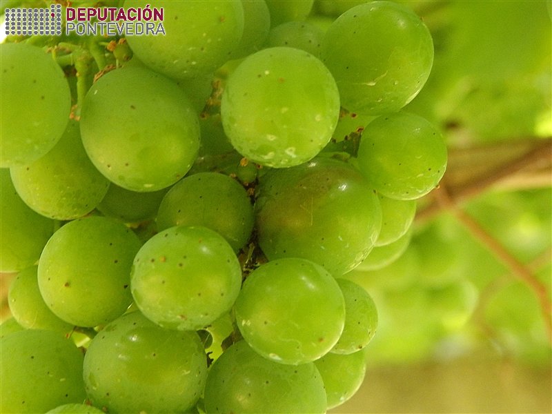 Polilla del Racimo - Grapevine moth - Couza do acio >> Lixeiro escurecemento uva indica penetracion eiruga couza.jpg